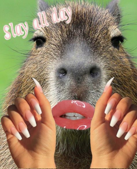 Capybara Pet, Witty Sayings, Funny Hamsters, Play On Words, Cute Small Animals, Funny Pix, Cute Animals Puppies, Animal World, Funny Animal Photos