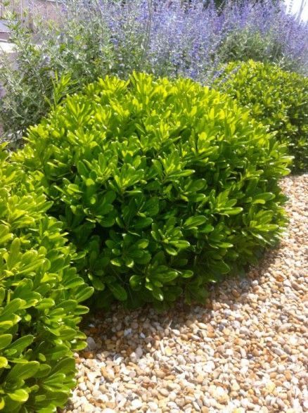 Fast Growing Pine Trees, Pittosporum Tobira, Minimalist Garden, California Garden, Dry Garden, Front Landscaping, Patio Plants, Forest Garden, Mediterranean Garden