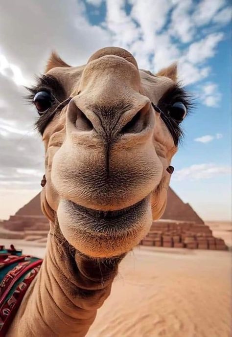 Funny Animal Pics Faces, Camel Picture, Animal Selfie, Animal Selfies, Images Pop Art, Happy Hump Day, Rare Animals, Animal Portraits, Animal References