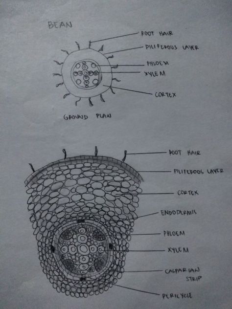 Bean root Dicot Root Diagram, Root Diagram, Human Eye Diagram, Eye Diagram, Biology Diagrams, Medical Life, Notes Inspo, Earth Drawings, Biology Facts