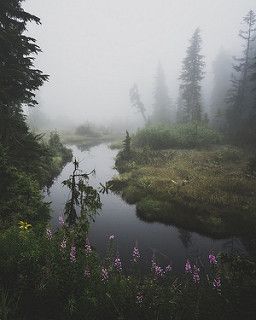 a walk in the clouds | by Jamie Betts Photo A Walk In The Clouds, Dark Naturalism, Forest Core, Foggy Forest, Dark Cottagecore, Misty Forest, In The Clouds, Nature Aesthetic, Pretty Places