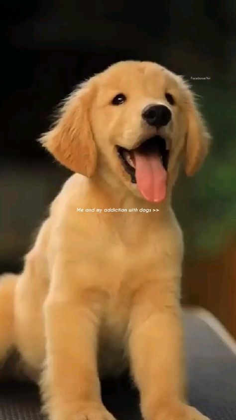 Golden Retriever Funny Videos, Golden Retriever Baby, Dog Status, Chien Golden Retriever, Cute Puppies And Kittens, Food Habits, Golden Retriever Funny, Cute Reptiles, Fluffy Dogs