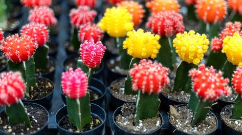 How to Plant, Grow and Care For Moon Cactus Cactus Indoors, Propagating Cactus, Blooming Box, Grafted Cactus, Moon Cactus, Gymnocalycium Mihanovichii, Kalanchoe Blossfeldiana, Cactus Care, Cactus Types