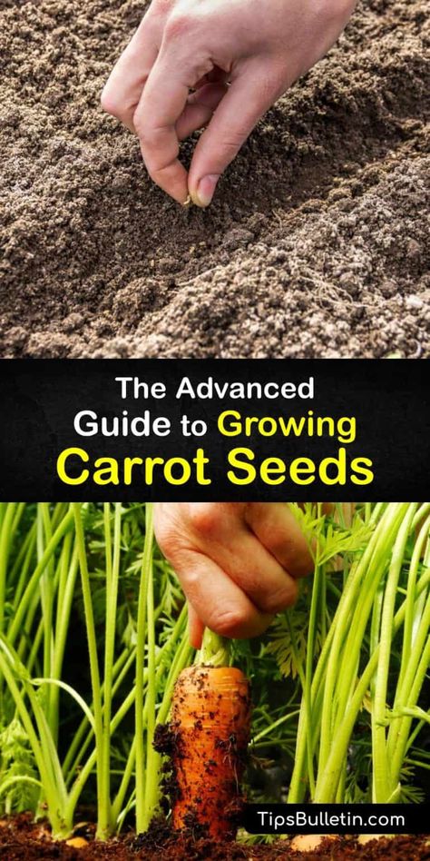 When To Plant Carrots, Raised Container Garden, Carrot Cake Dessert, Grow Carrots, How To Plant Carrots, Carrot Smoothie, Growing Carrots, Carrot Cupcakes, Carrot Cake Cupcakes