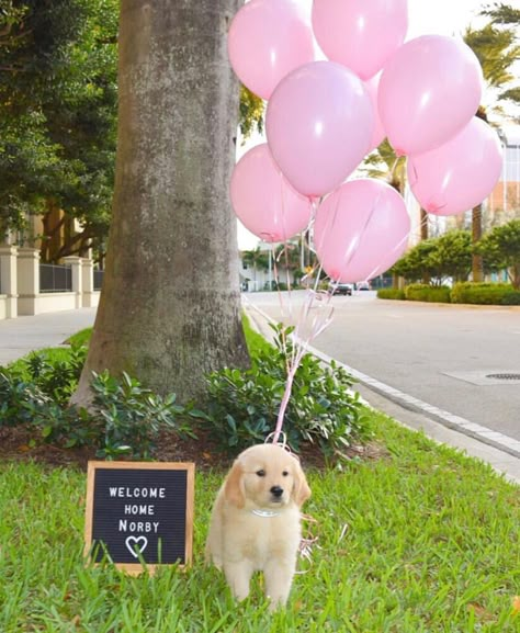 Welcome Home Puppy Ideas, Puppy Announcement Ideas, Puppy Reveal, New Puppy Announcement, Dog Surprise, Dog Birthday Pictures, Dog Birthday Presents, Puppy Announcement, Surprised Dog