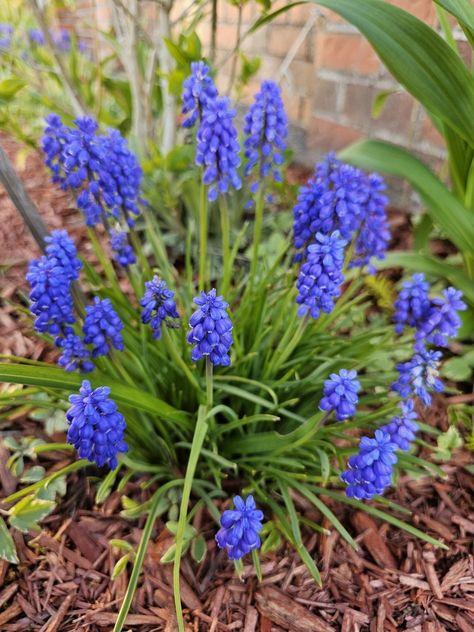 Grape Hyacinth Hyacinth Flower, Flower Jacket, Grape Hyacinth, Morning Rain, Jacket Summer, Blue Garden, Summer 24, Future House, Planting Flowers