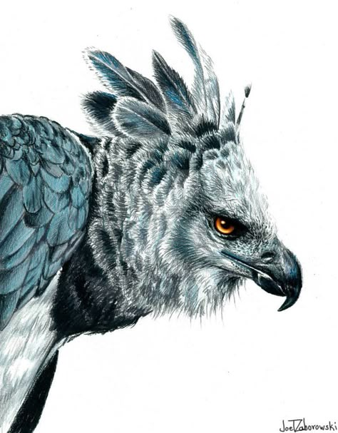 Harpy Eagle, Eagle Drawing, Eagle Tattoos, Eagle Art, Kinds Of Birds, Prismacolor Pencils, Animal Sketches, Birds Of Prey, Alam Yang Indah