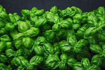 Caring For Basil Plant, Basil Plant Indoors, Planting Dill, Kitchen Garden Plants, Snake Plant Care, Cucumber Beetles, Growing Basil, Flower Pot Design, Basil Plant