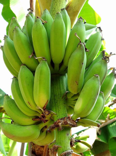 Bananas      |   Mae Hong San, Thailand    |    Karen photography 2005 Plantain Tree, A Banana, Eating Raw, Logo Designs, Bananas, Thailand, Art Painting, Dessert, Fruit