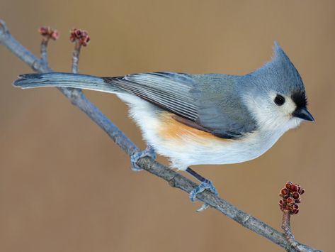 Titmouse Bird, Tufted Titmouse, Black Capped Chickadee, Up Book, Backyard Birds, Dark Eyes, Watercolor Bird, Bird Species, Song Bird