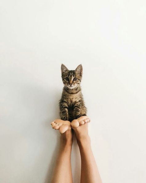 Kitten Portrait Photography, Cat Photo Shoot Ideas, Creative Cat Photography, Diy Cat Photoshoot, Cat Instagram Ideas, Cat Photography Poses, Woman With Cat Photography, Cat Poses Photography, Photo With Cat Ideas