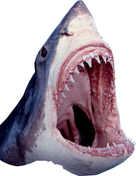 Internet Awesomesauce, Bu Design, Shark Reference, Great White Shark Drawing, Shark Mouth Open, Shark Png, Shark Poster, Great White Shark Teeth, Shark Head