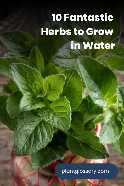 Hydroponic gardening offers a clean and efficient way to grow herbs. This article presents 10 amazing herbs you can grow in water, making it easy to have fresh, homegrown flavors at your fingertips. Learn how to cultivate these herbs in water and enjoy the simplicity and benefits of soil-free gardening. Herbs Grown In Water, Herbs That Grow In Water, Growing Herbs In Water, Herbs In Water, Growing Parsley, Parsley Plant, Growing Sage, Growing Cilantro, Herbs To Grow