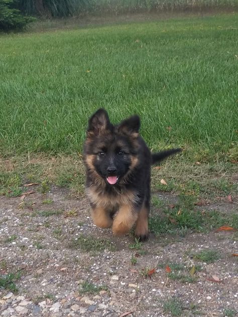 long haired german shepherd puppy Long Haired German Shepherd Puppy, Long Hair German Shepherd Puppy, Fluffy German Shepherd, Long Hair German Shepherd, Long Haired German Shepherd, Female Dog Names, Gsd Puppy, German Shepherd Puppy, Fluffy Puppies