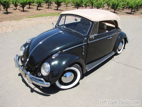 1962 VW Bug Convertible for Sale Convertible Bug, Vw Bug Convertible, Bug Convertible, Volkswagen Convertible, Vw Beetle Convertible, Beetle For Sale, Super Beetle, Volkswagen Beetles, Sonoma California