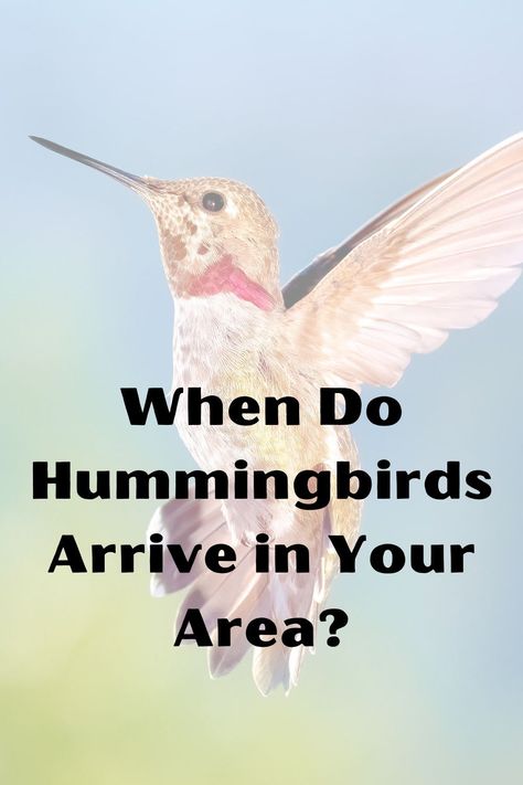 Eager to see these tiny aerial acrobats? Learn the signs of hummingbirds' return in your region this spring! Our guide provides you with tips on timing, local migration patterns, and how to prepare your garden to welcome these marvelous creatures. Find out when you can expect these winged jewels to brighten up your backyard! Hummingbird Migration, Southwest Region, Bird Migration, Rare Species, Gulf Of Mexico, North Dakota, Hummingbirds, The Signs, South Dakota