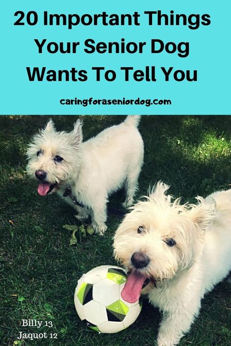 20 Important Things Your Senior Dog Wants to Tell You - Caring for a Senior Dog Senior Dogs Care, Dog Breeding, Medication For Dogs, Elderly Dogs, Dog Red, Dog Health Tips, Food Dog, Senior Dogs, Dog Tips