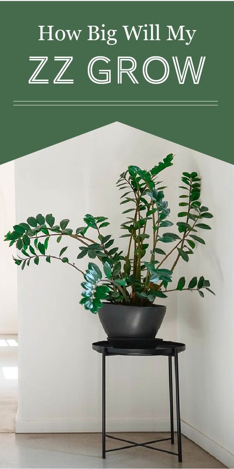 How Big Will Your ZZ Plant Grow? How Fast Do They Grow? - The Healthy Houseplant Large Zz Plant, Root Structure, Zz Plant, Dark Corners, Liquid Fertilizer, Plant Growth, Low Maintenance, Plant Needs, Plant Care