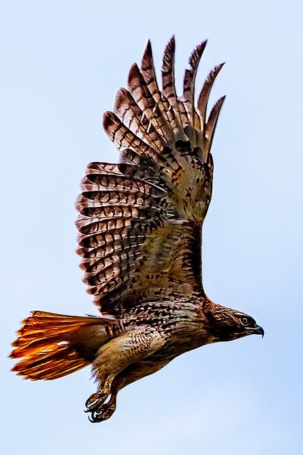 Red Tail Hawk Taking Off | PapaDunes | Flickr Bird Of Prey Tattoo, Red Tail Hawk, Raptors Bird, Hawk Bird, Red Tailed Hawk, Bird Of Prey, Online Selling, Bird Wings, Nature Birds