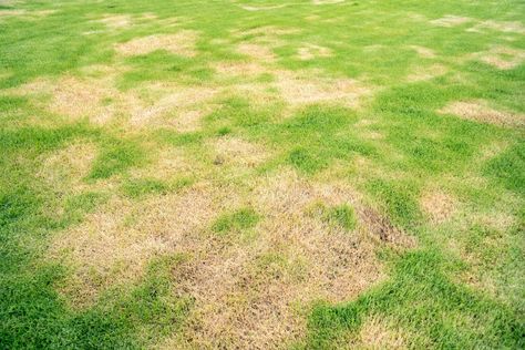 What Makes Grass Yellow and How Do I Fix It? Lawn Fertilizer, Dog Urine, Lawn And Landscape, Backyard Inspo, Grass Seed, Family Handyman, Green Lawn, Garden Trellis, Lawn And Garden