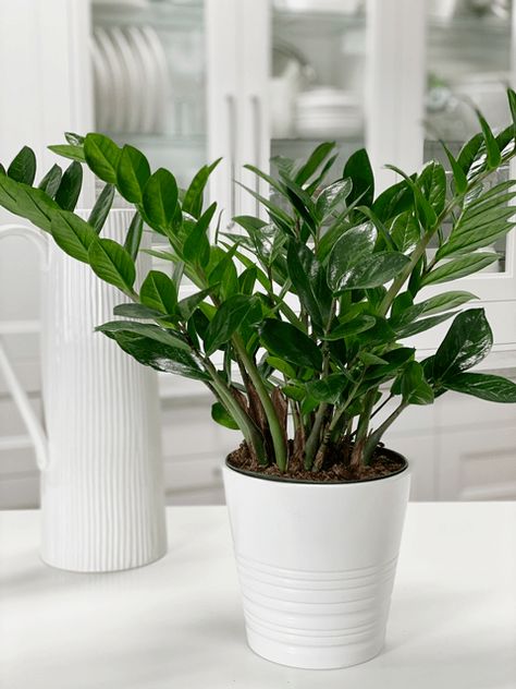 Z Plant, Botanical House, Zz Plant Care, Indoor House Plants, Ferns Garden, Plant Care Houseplant, Zz Plant, Living Room Plants, Houseplants Indoor