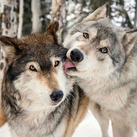 Cute wolf Omega Wolf, Regnul Animal, Wolf Hybrid, Wolf Images, Wolf Photos, Wolf Spirit Animal, Wolf Love, Wolf Pictures, Wolf Spirit