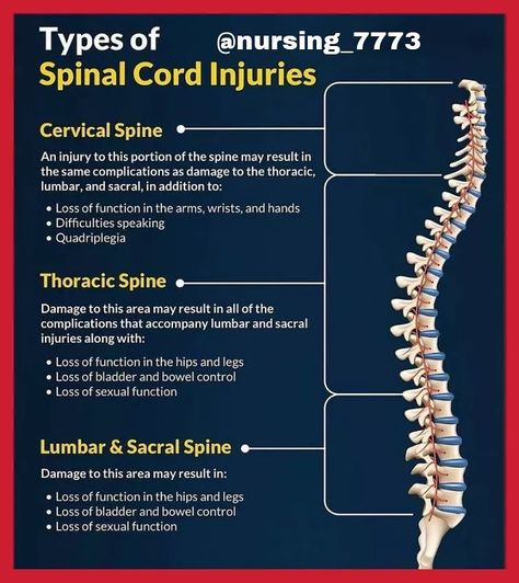 Spinal Cord Anatomy, Medical Terminology Study, Radiology Student, Basic Anatomy And Physiology, Spinal Nerve, Nursing Student Tips, Spinal Injury, Human Body Anatomy, Nursing School Notes