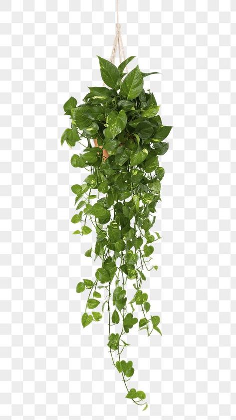 Marble Pothos Hanging, Green Hanging Plants, Plants Photoshop, Plant White Background, Green Indoor Plants, Marble Pothos, Wall Hanging Plants, Png Plants, Living Wall Indoor