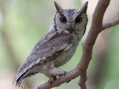 Indian Birds, Scops Owl, Birds Photography Nature, Blue Tail, Bird Migration, Bee Eater, Dark Eyes, Birds Of Prey, Bird Photography