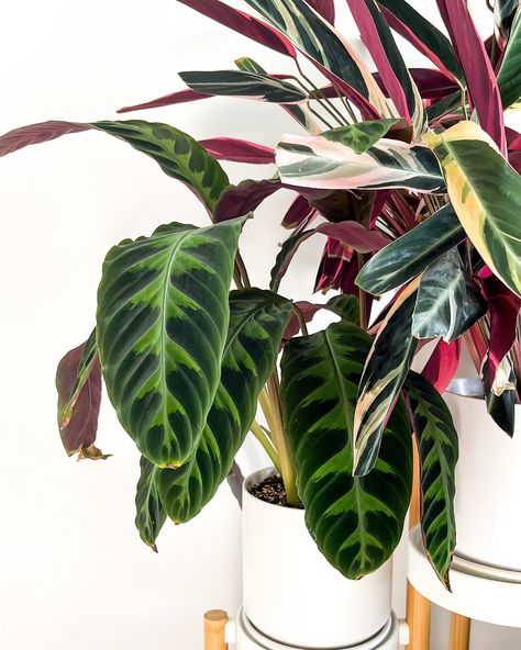 Calathea warscewiczii has the most beautiful velvety leaf texture 🌿 #calatheawarscewiczii #velvetplants #calathealovers Calathea By Alena Leena, Calathea Warscewiczii, Calathea Musaica Network, Calathea Rattlesnake, Calathea Orbifolia, Leaf Texture, Most Beautiful, Velvet, Texture