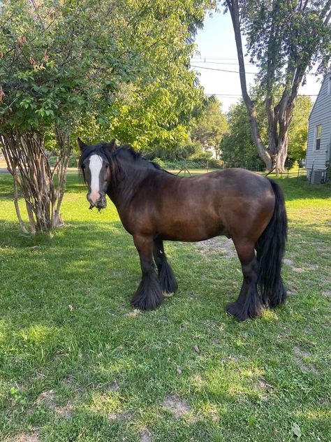 Coat Reference, Bay Appaloosa, Appaloosa Horses, Draft Horses, Appaloosa, Horse Art, Beautiful Horses, Cute Animals, Horses