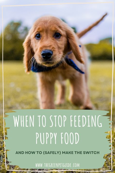 Feeding Puppy, Pet Nutrition, Soft Food, Growth And Development, Puppy Chow, Purebred Dogs, Animal Nutrition, Puppy Food, Life Stages