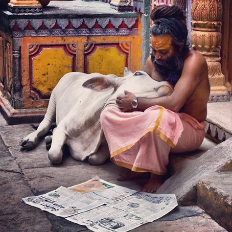 Amazing India, Foto Tips, A Cow, Jolie Photo, People Of The World, Varanasi, Animal Rights, Incredible India, Animals Friends