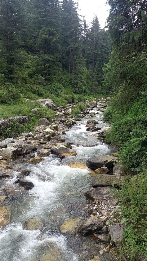 Often referred to as a mesmerising "hamlet" situated amidst the lush green forests and surrounded by variegated mountains, Jibhi is located in the Tirthan Valley of Himachal Pradesh. Jibhi Himachal Pradesh Photography, Tirthan Valley Himachal Pradesh, Aesthetic Mountain Pics, Himachal Pradesh Aesthetic, Kashmir In Summer, Himachal Aesthetic, Himachal Pradesh Photography, Jibhi Himachal Pradesh, Kasol Trip