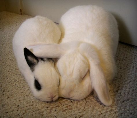 Pretty white bunnies cuddle close together :) Bunnies Cuddling, Fluffy Bunnies, Daily Bunny, Rabbit Ideas, Bunny Stuff, Bunny Mom, จีซอง Nct, Full Life