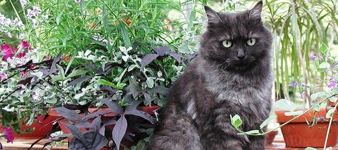 Indoor Cat Garden, Feline Acne, Cat Remedies, Catnip Plant, Homemade Cat Food, Litter Robot, Sacred Garden, Cat In Heat, Natural Disinfectant