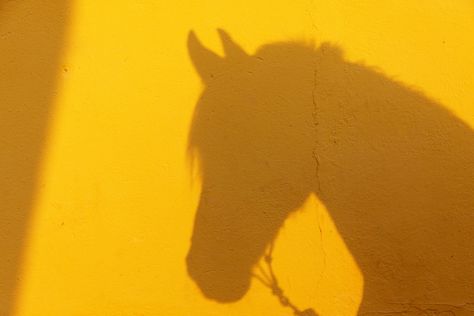 Just Keep Swimming, Yellow Wall, Keep Swimming, We Heart It, Salt, Swimming, Yellow, Wall, Photography