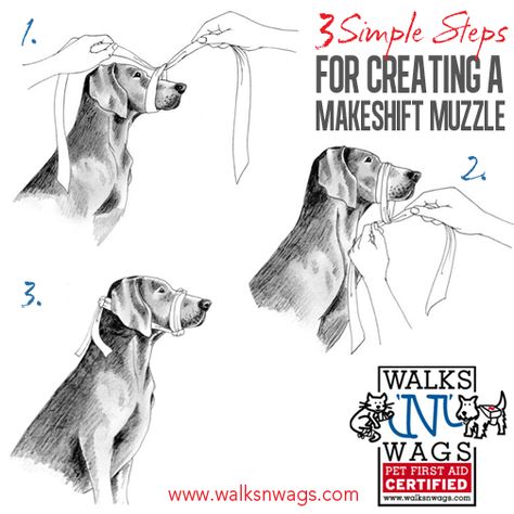 homemade muzzle Diy Dog Muzzle Ideas, Dog Muzzle Drawing, Diy Dog Muzzle, Drawing Reference Sketch, Wellness Magazine, Dog Muzzle, Dog Teeth Cleaning, Grooming Tips, Dog Selfie