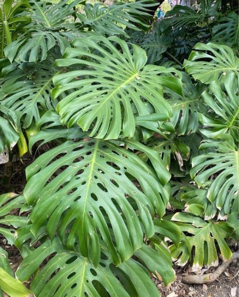 10 common Monstera in the wild (You can easily find) Monstera Dubia, Monstera Siltepecana, Monstera Standleyana, Monstera Plant Care, Monstera Obliqua, Monstera Adansonii, Monstera Plant, Monstera Deliciosa, In The Wild