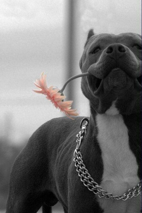 Pitbull Noir, Pitbull Wallpaper, Pitbull Dog Breed, Black Pitbull, Bully Breeds Dogs, Pitbull Art, Scary Dogs, American Pit Bull Terrier, Pretty Dogs