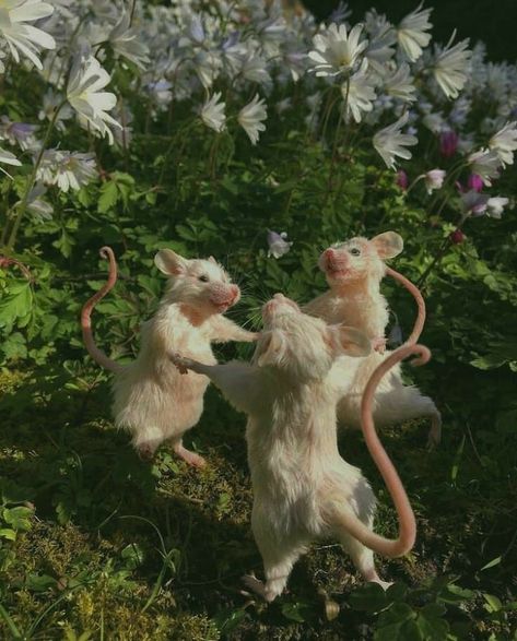 Weird Taxidermy, Preppy Animals, Curiosities And Oddities, Crazy I Was Crazy Once, I Was Crazy Once, Strange Dream, Forest Critters, Rats And Mice, Funny Rats