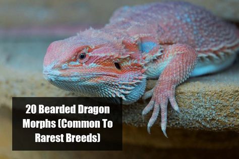 20 Bearded Dragon Morphs and Color Types (Common to Rarest Breed) Bearded Dragon Morphs, Bearded Dragon Names, Dragon Colors, Red Bearded Dragon, Bearded Dragon Colors, Dragon Names, Genetic Mutation, Rare Breed, Bearded Dragon