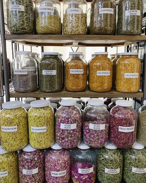 Herb Jars, Herb Storage, Herb Jar, Medical Herbs, Herbal Apothecary, Herbal Healing, Herbal Magic, Herbs For Health, Healing Herbs