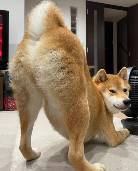 Shiba Inu Profile Picture, Shiba Inu Dog Funny, Shiba Inu Funny, Shiba Inu Cute, Funny Shiba, Dog Baby Announcement, Police Canine, Shiba Inu Puppy, Shiba Inu Dog