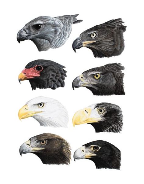 Steller's Sea Eagle, Harpy Eagle, Eagle Drawing, Bird Barn, Eagle Pictures, Bird Artwork, Exotic Birds, Bird Drawings, Colorful Birds