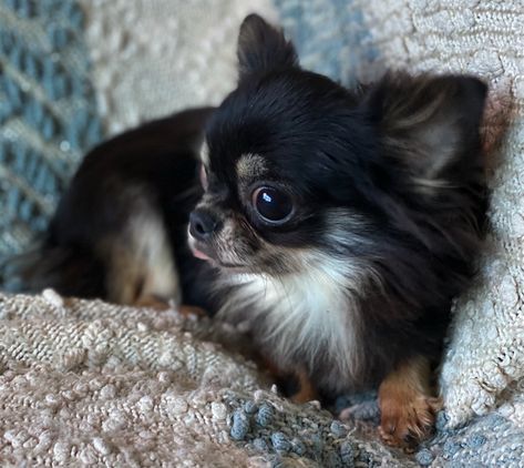 Available Longhair Chihuahua Puppies, Fluffy Chihuahua, Puppies Chihuahuas, Pomchi Dogs, Long Haired Chihuahua Puppies, Blue Merle Chihuahua, Short Hair Chihuahua, Miniature Chihuahua, Coco Puffs