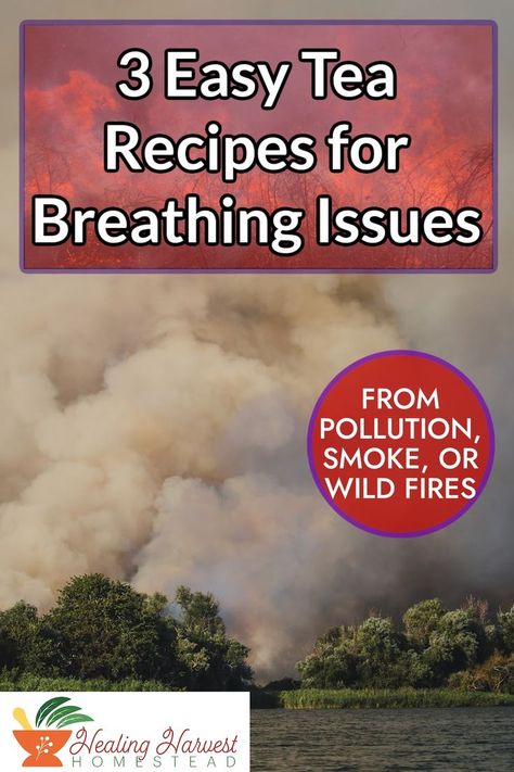 It is smokey out there! The smoke from the fires up in Canada are coming down and it's hard to breathe. Even my friends across the country are having a rough time with it. This time I was prepared with simple, easy tea blends to support our lungs! They only have 3-4 ingredients too! #lungsupport #herbaltea #pollutionremedies #naturalhealth #smog Herbal Tea Remedies, Tea Blends Recipes, Rough Time, Easy Teas, Healthy Herbs, Health Tea, Herbal Tinctures, Health Heal, Respiratory Health