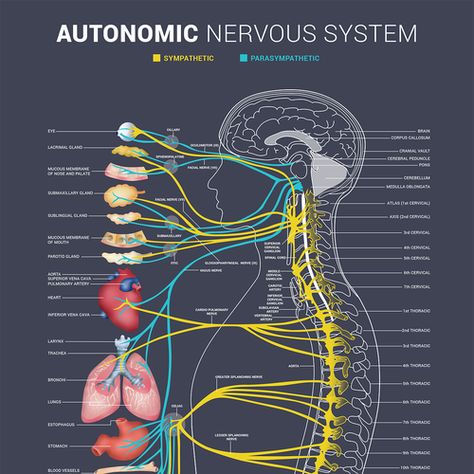 Bring our autonomic nervous system to life! | Poster contest | 99designs Nervous System Projects, Nervous System Anatomy, Nervus Vagus, Endocannabinoid System, Human Body Anatomy, Medical School Studying, Nursing School Notes, Autonomic Nervous System, Human Anatomy And Physiology