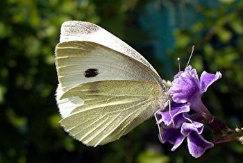 Cabbage Moth, Homemade Cabbage, Vege Garden Ideas, White Moths, Cabbage Broccoli, Yellow Spray Paint, Vege Garden, Cabbage Plant, Gardening For Dummies