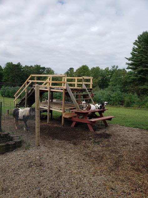 Goats Playground, Goat Playground, Equestrian Center, Farm Ideas, Mini Horse, Play Areas, Goat Farming, Dog Park, Play Area